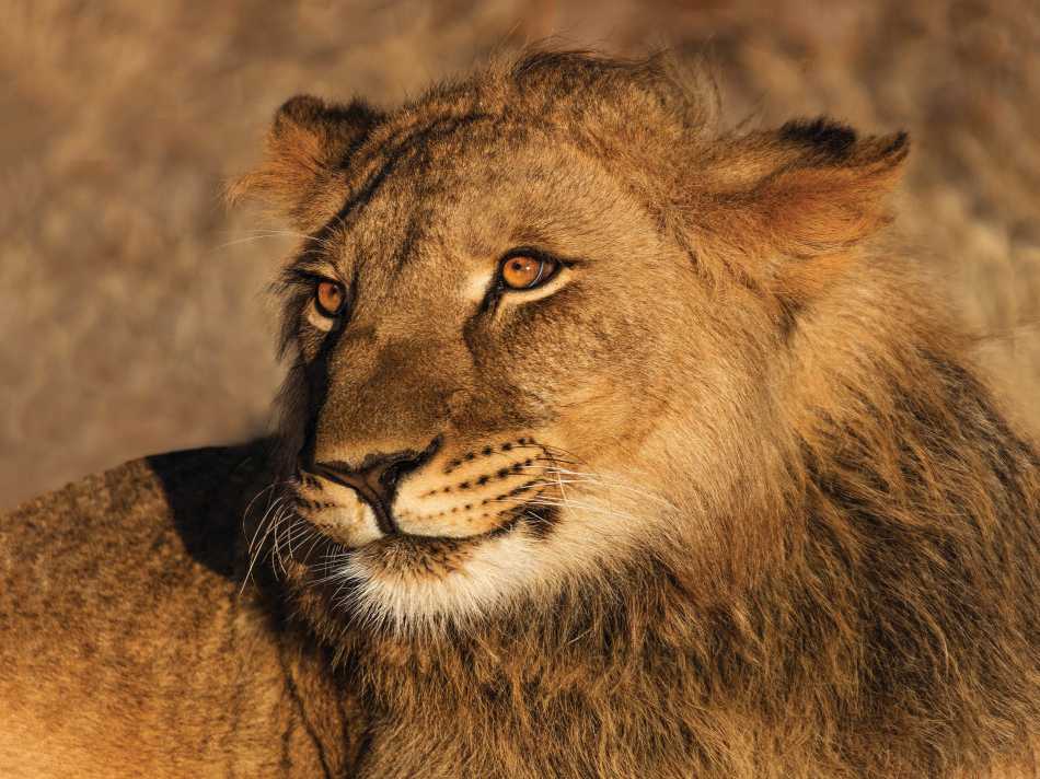 Lioness enjoying the sunshine in Etosha National Park | Peter Walton