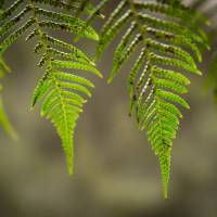 Ferns on the Franklin |  <i>Glenn Walker</i>