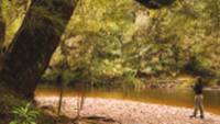 Rainforest River, The Tarkine |  <i>Peter Walton</i>