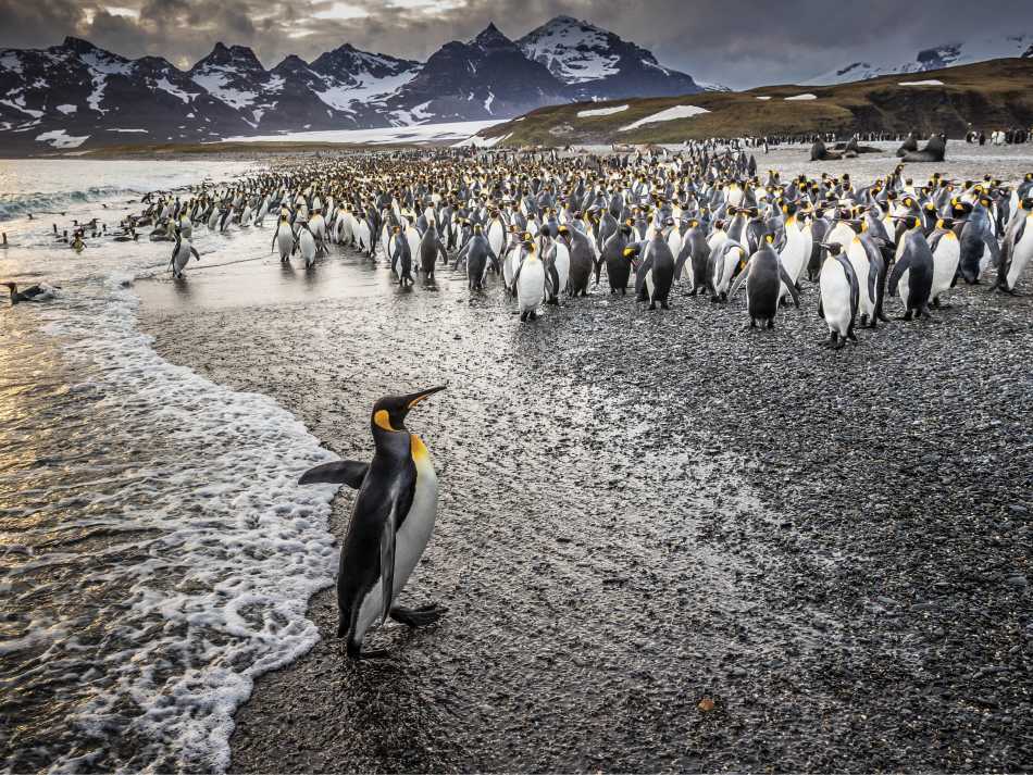 South Georgia's breathtaking scenery and huge numbers of wildlife make it a 'must see' | Richard I'Anson