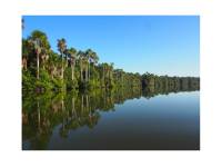 Trees line the lagoon in Tambopata Reserve |  <i>Lindsey Van Loon</i>